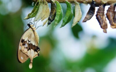 Regrow With Purpose